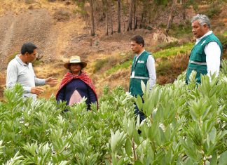 Senasa evalúa condición fitosanitaria de cultivos de palta, naranja, papa y haba