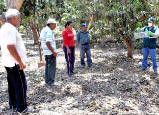 Senasa evalúa más de 800 hectáreas de cultivos para el control de roedores en La Libertad