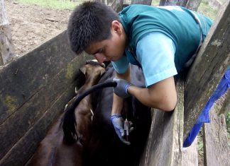 Ucayali: Senasa evalúa más de dos mil muestras serológicas para descartar Brucelosis