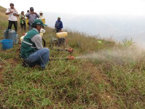 Senasa evalúa presencia de langostas en 3600 hectáreas de vegetación silvestre y cultivos