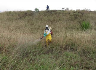Cusco: Senasa evalúa presencia de langostas en más de tres mil hectáreas de vegetación silvestre