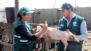 Senasa inicia campaña de vacunacion conta PPC