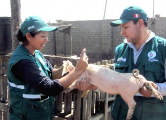 La Libertad: Inicia campaña de vacunación para prevenir la peste porcina clásica