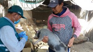 Senasa inició campaña de vacunación contra Peste Porcina Clásica