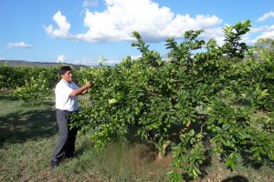 Senasa inspecciona 20 hectáreas de limón Tahití con fines de exportación