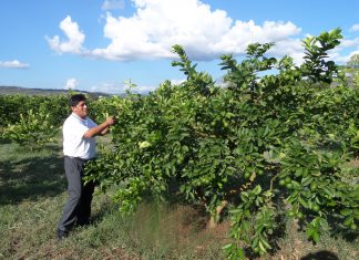 San Martín: Senasa inspecciona veinte hectáreas de limón Tahití con fines de exportación