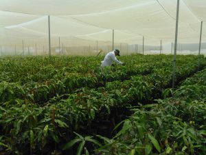 Senasa inspecciona instalación de 39 mil varas yemeras de mango provenientes de Israel