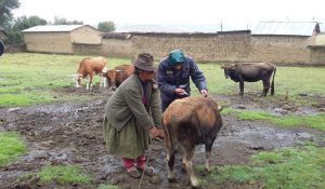 Senasa intensifica vacunación de bovinos contra la rabia