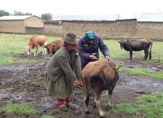 Huayana: Senasa intensifica vacunación de bovinos contra la rabia