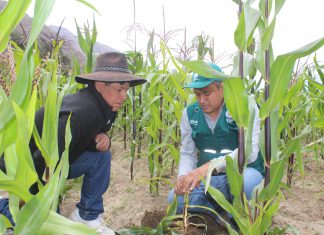 Arequipa: Senasa mantiene monitoreo en distritos afectados por volcán Sabancaya