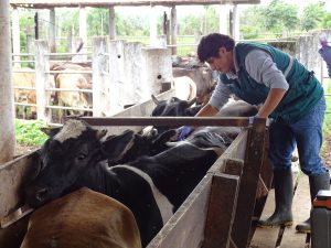 Senasa no registró casos de Carbunco sintomático en Huánuco