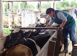 Senasa no registró casos de Carbunco sintomático en Huánuco