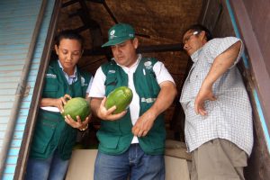 Senasa previene ingreso de moscas de la fruta a áreas reglamentadas