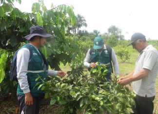 Ucayali: Senasa promueve medidas de prevención para proteger cultivos de cítricos