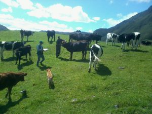 Senasa protegió a 126 897 bovinos contra el carbunco sintomático en Piura