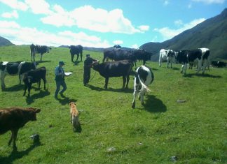 Senasa protege a 126 897 bovinos contra el carbunco sintomático en Piura