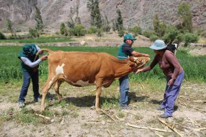 Senasa realizó más de 63 mil pruebas diagnósticas para descartar enfermedades en bovinos