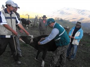 Senasa registra más de 68 mil animales vacunados contra Carbunco sintomático