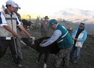 Senasa registra más de 68 mil animales vacunados contra carbunco sintomático
