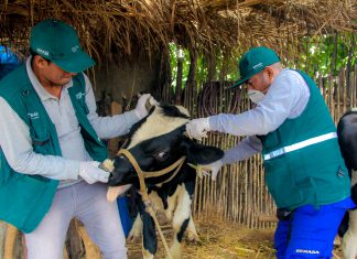 Áncash: Senasa registra vacunación de más de 11 mil animales contra el ántrax