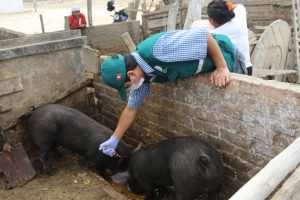 Senasa registra vacunación de más de 150 mil cerdos en el 2017