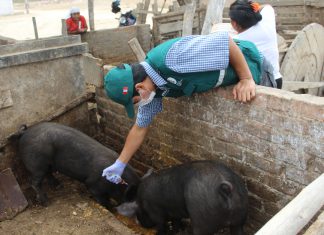 Lambayeque: Senasa registra vacunación de más de 150 mil cerdos en el 2017