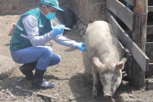 Senasa supera meta con más de 47 mil porcinos vacunados contra la PPC en Junin