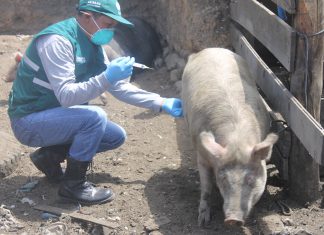 Junín: Senasa supera meta con más de 47 mil porcinos vacunados contra la PPC