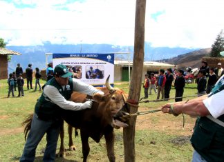 La Libertad: Senasa supera meta de vacunación de ganado para prevenir el Ántrax