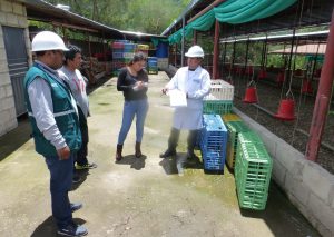 Senasa supervisa condiciones sanitarias de centro de faenamiento avícola en Apuriamc