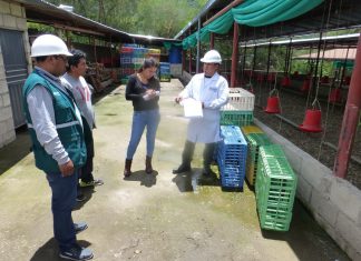 Apurímac: Senasa supervisa condiciones sanitarias de centro de faenamiento avícola