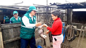 Senasa vacuna más de 138 mil cerdos para prevenir peste porcina clásica en La Libertad