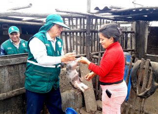 Senasa vacuna más de 138 mil cerdos para prevenir peste porcina clásica en La Libertad