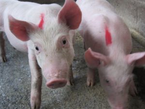 Senasa vacuna más de 33 mil animales contra la peste porcina clásica