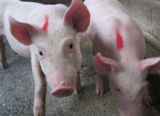 Pasco: Senasa vacuna más de 33 mil animales contra la peste porcina clásica