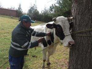 Senasa vacunará 75 mil animales para prevenir brotes de carbunco sintomático