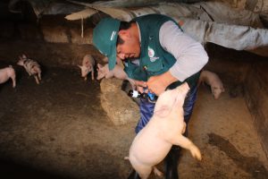 Senasa vacunó a 350 mil cerdos contra PPC en el 2017