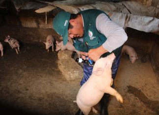 Arequipa: Senasa vacunó a más de 380 mil cerdos contra PPC en el 2017