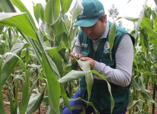Senasa vigila cultivos de maíz en el Valle del Mantaro