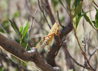 Senasa y agricultores de Huánuco mantienen bajo control plaga de langosta