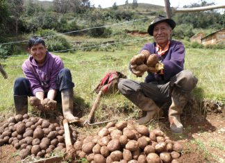 Se publicó DU que habilita a cinco Gores comprar excedente de papa blanca