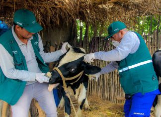 SENASA inicia vacunación contra ántrax