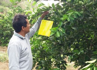 Piura: SENASA mantiene vigilancia de HLB en campos de pequeños productores de limón