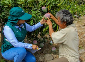 SENASA apoya a pequeños y medianos productores de mango en la región Áncash