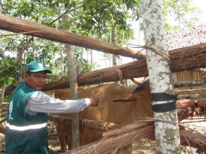 Senasa - Más de 37 mil bovinos vacunados en 2017 para prevenir carbunco sintomático