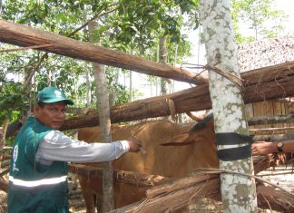 Ucayali: Más de 37 mil bovinos vacunados en 2017 para prevenir carbunco sintomático