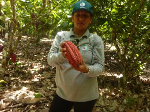Senasa - Plagas en cultivos de cacao