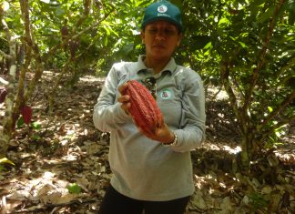 Senasa y pequeños productores desarrollan jornadas prácticas para combatir plagas del cacao