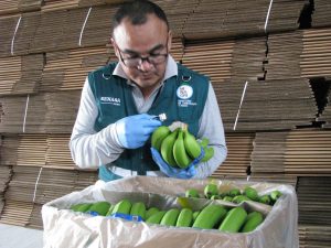 Senasa certificó más de 1 500 toneladas de banano orgánico para el mercado internacional