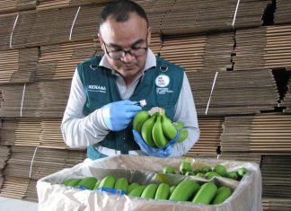 Tumbes: Senasa certificó más de 1 500 toneladas de banano orgánico para el mercado internacional